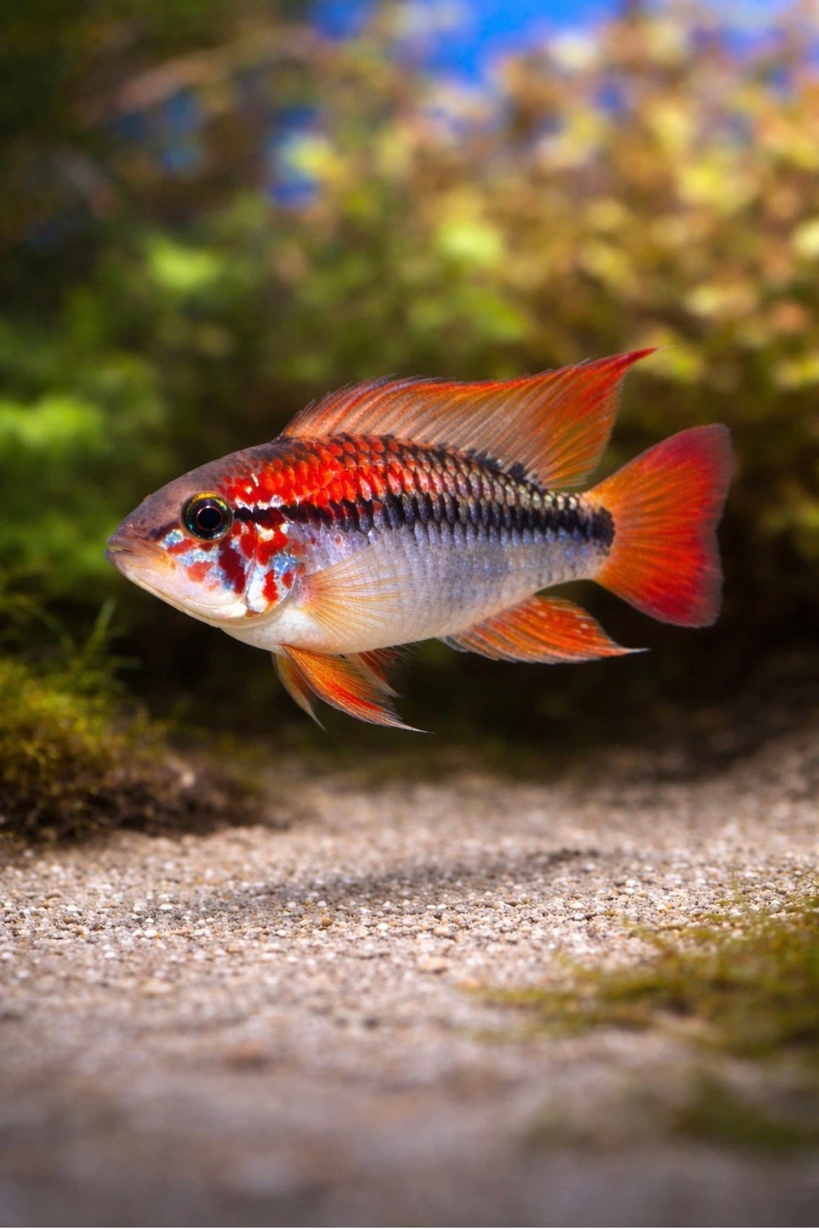 Apistogramma Sunset Dwarf Cichlid
