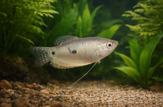 5 Blue Gourami