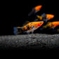 5 Koi Swordtail