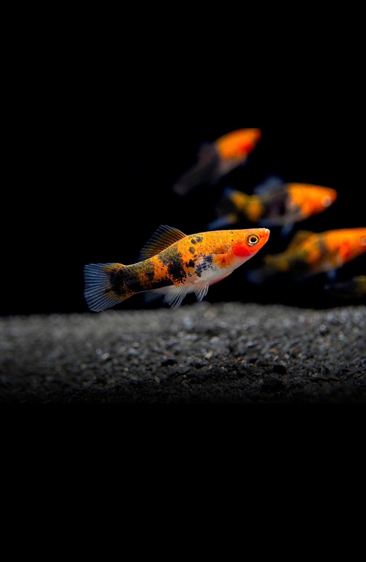 5 Koi Swordtail