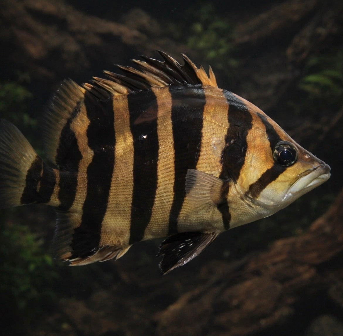 Gold Tiger Datnoid 1.5”