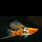 5 Koi Swordtail