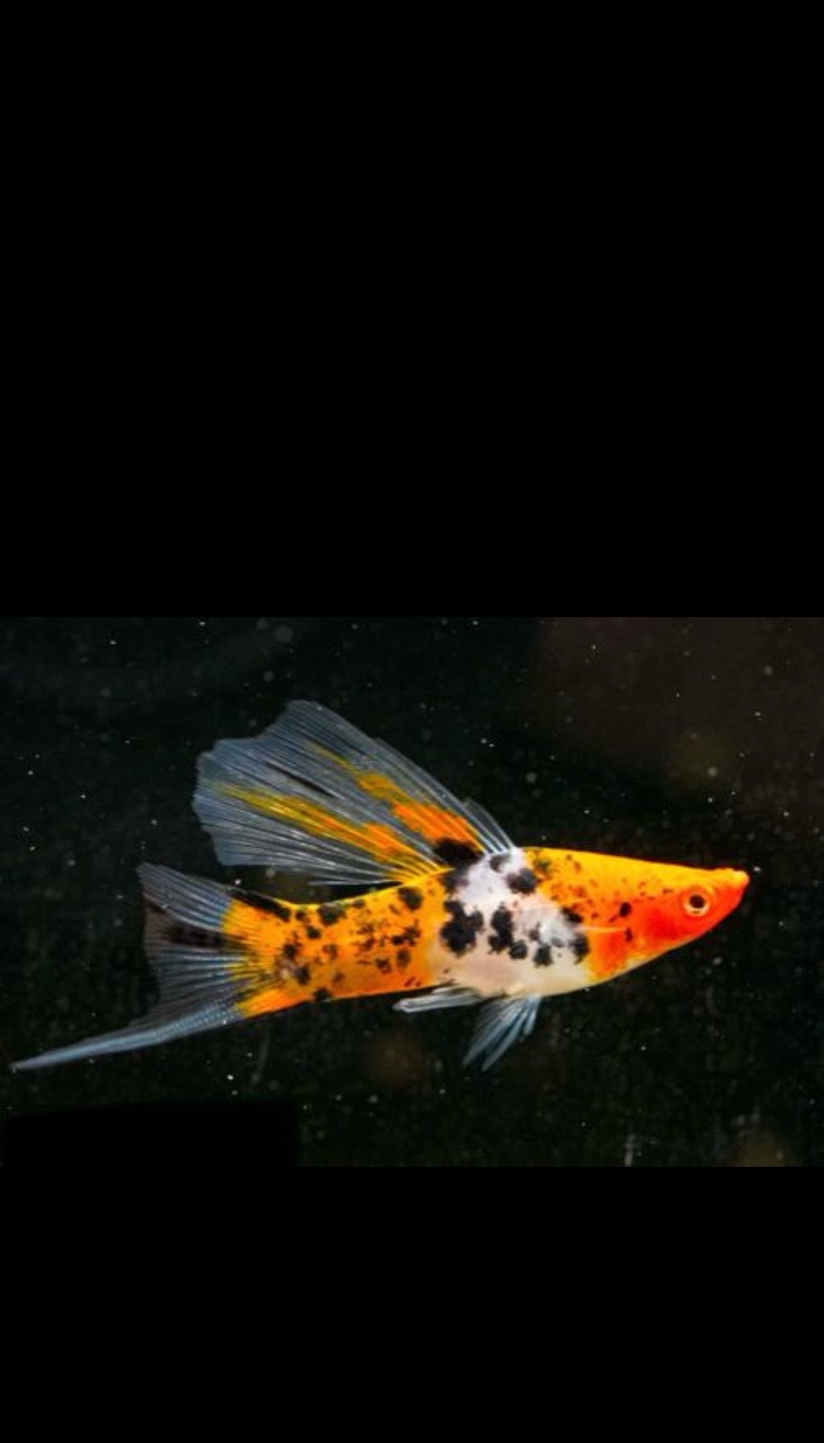 5 Koi Swordtail