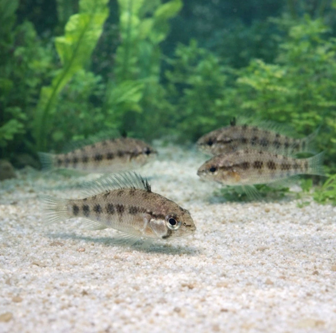 Apistogramma Agassizii (lot of 4)