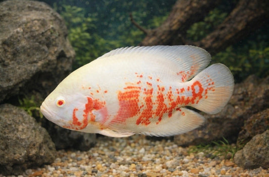 Albino Oscar 1.5-2”