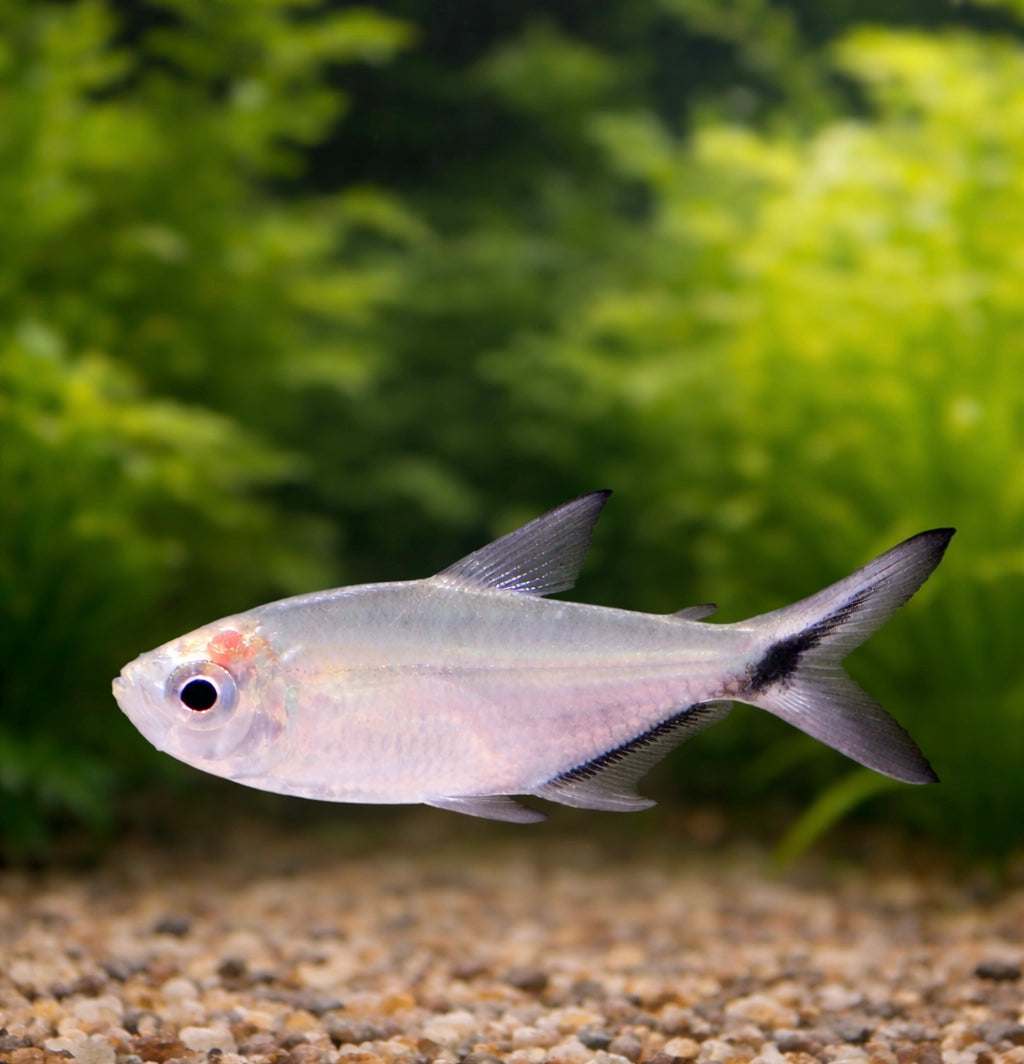 3 Black Line Tetra