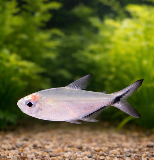 3 Black Line Tetra