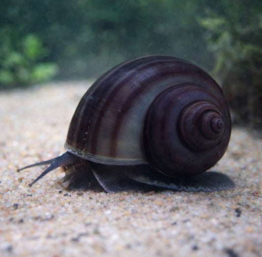 3 Midnight Mystery Snail