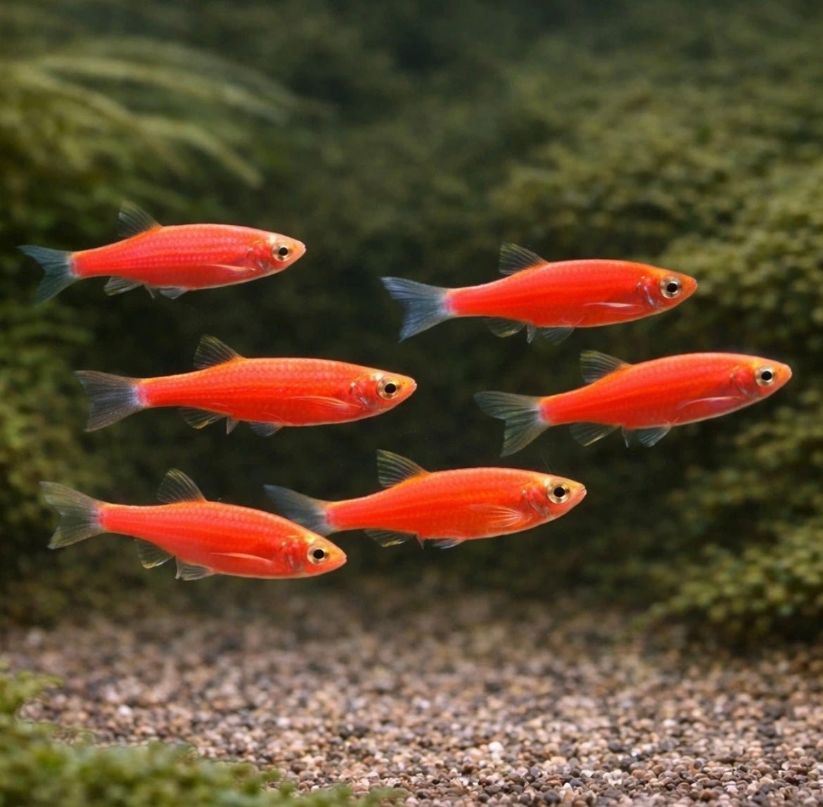 5 Starfire Red Glofish Danio