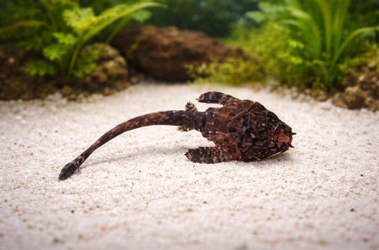 Banjo Catfish