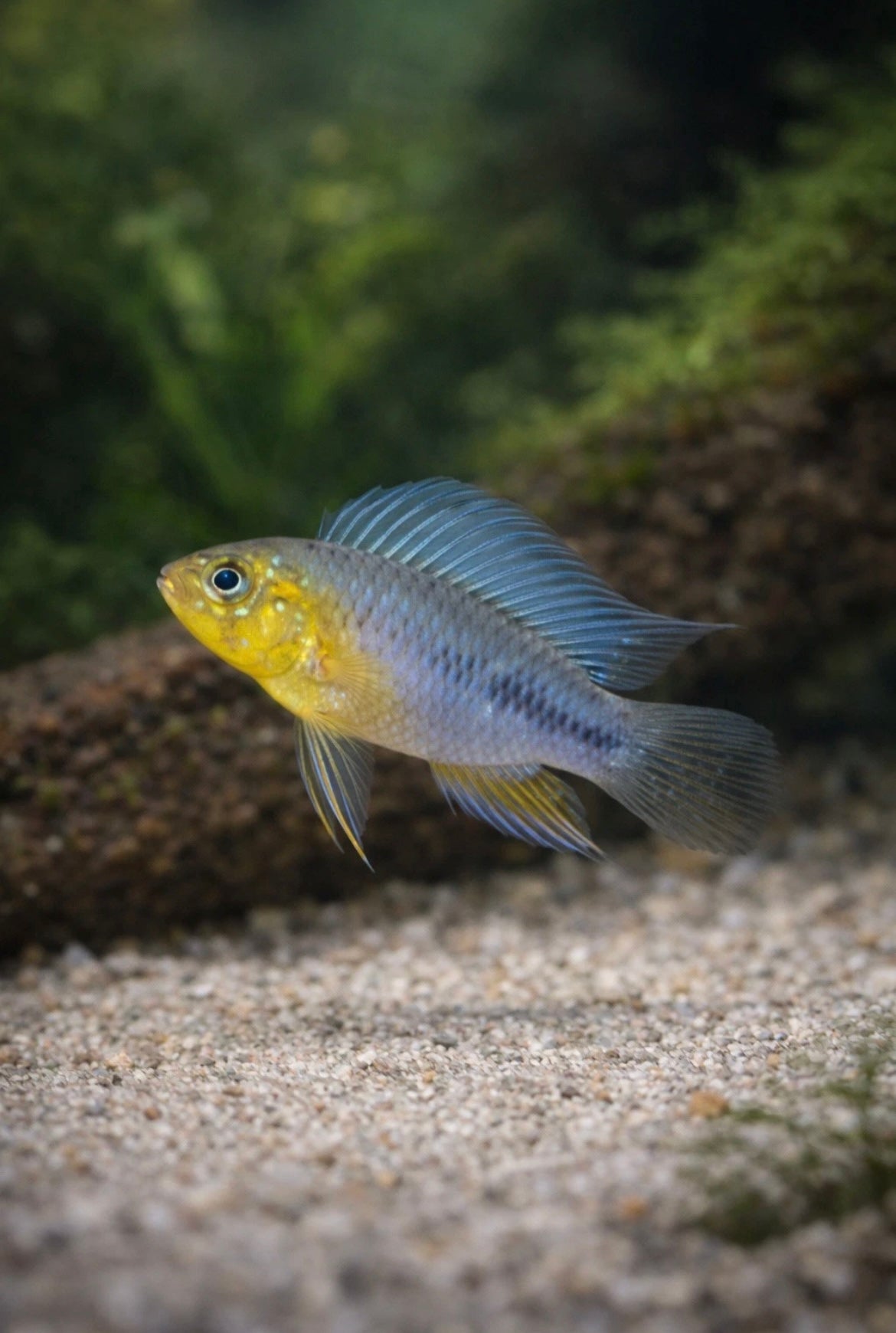2 Apistogramma Borellii Dwarf Cichlid