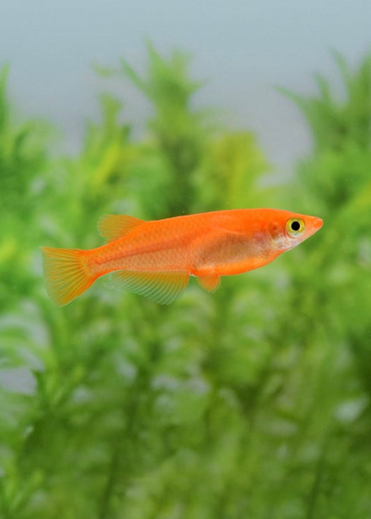 6 Orange Medaka Ricefish