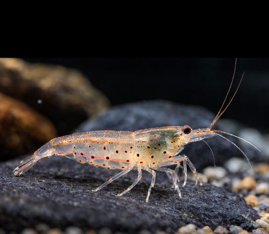 10 Amano Shrimp Small