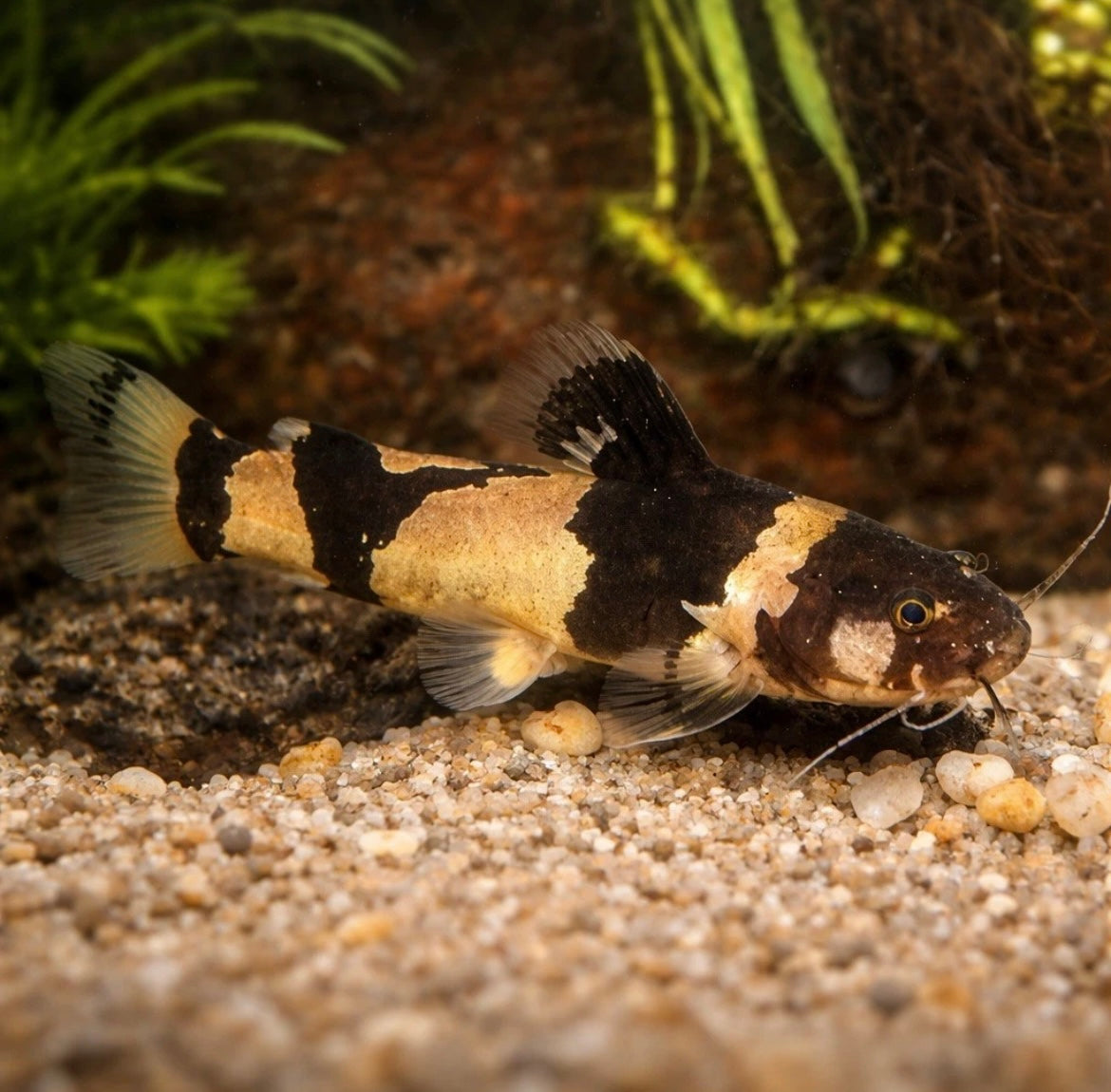 5 Bumblebee Catfish