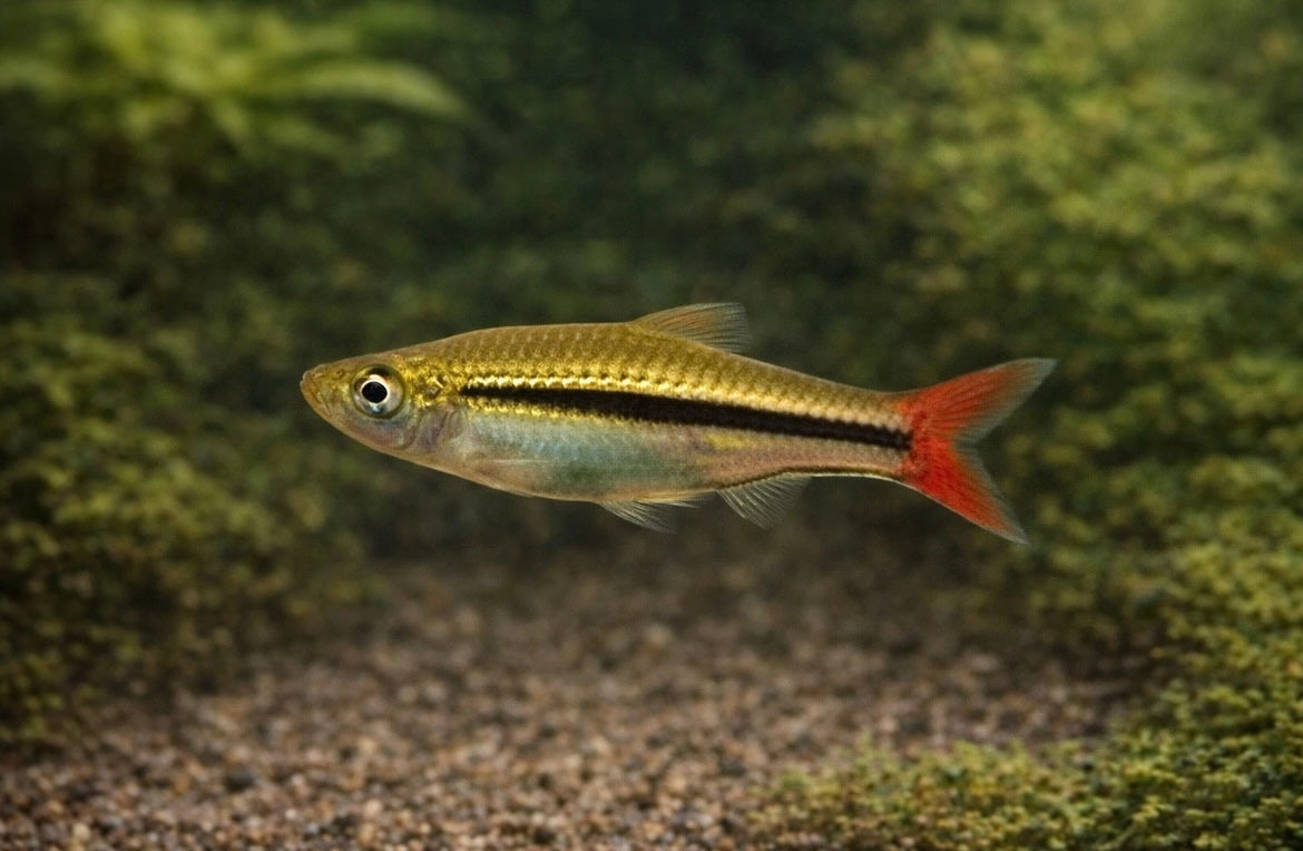 5 Red Tail Gold Line Rasbora