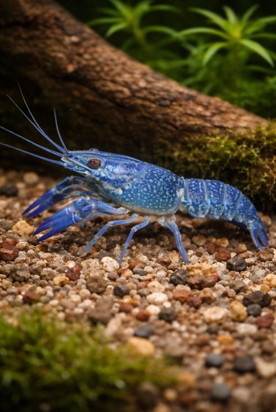 Hammers Cobalt Lobster