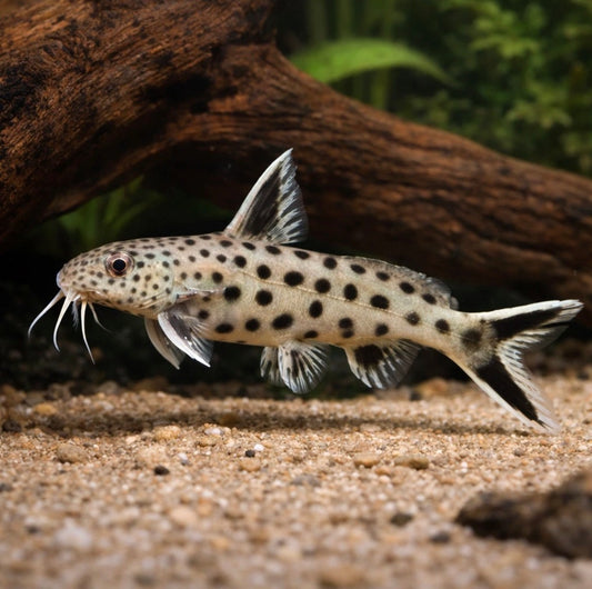 Dwarf Petricola Catfish