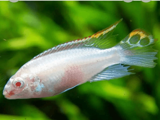 5 Albino Kribensis