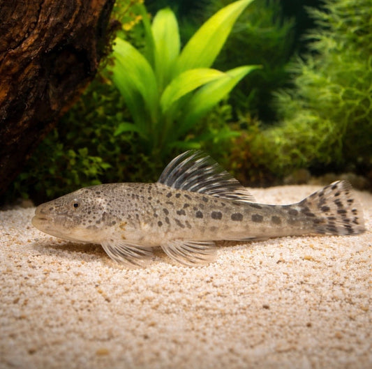 L-187A Spotted Rubberlip Pleco