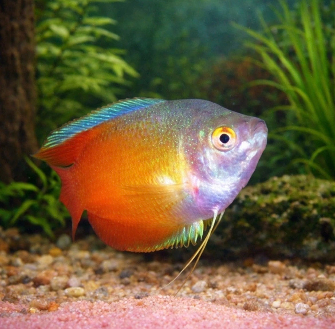 3 Red Flame Dwarf Gourami
