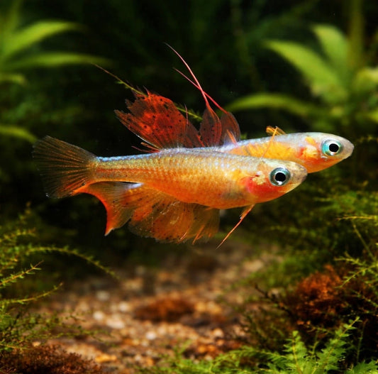 5 Paskai Blue-eye Rainbowfish