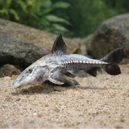 Blue Turushuki Catfish