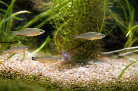 5 Threadfin Rainbowfish