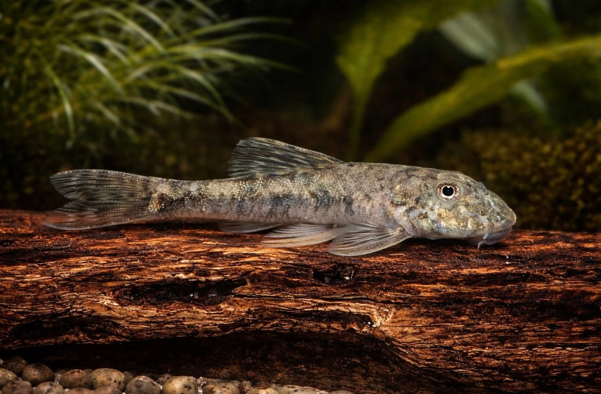 Pitbull Pleco