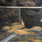 2 Lamprologus Brevis