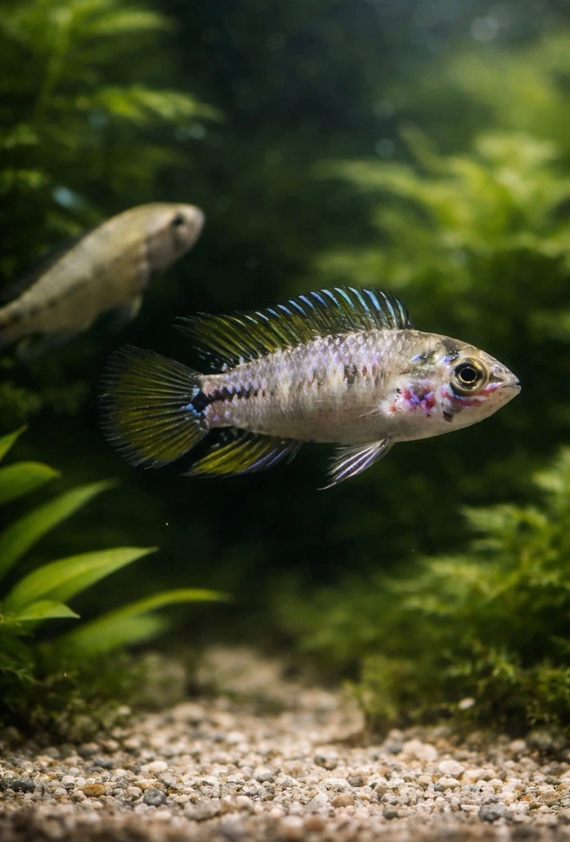 2 Apistogramma Sp. Opal