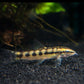 4 Dwarf Chain Loach / Sidthimunki Botia Small