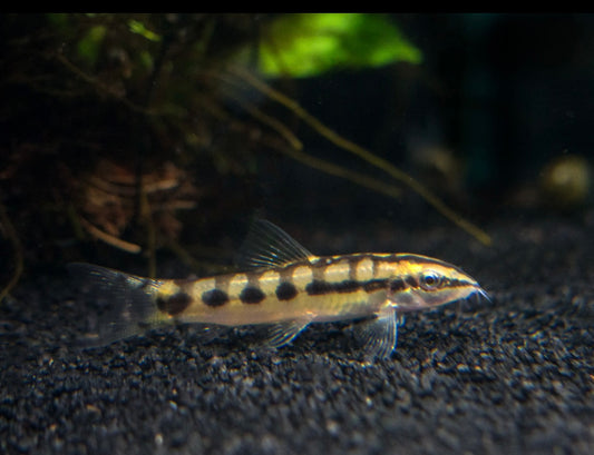 4 Dwarf Chain Loach / Sidthimunki Botia Small