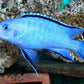 4 Blue Socolofi