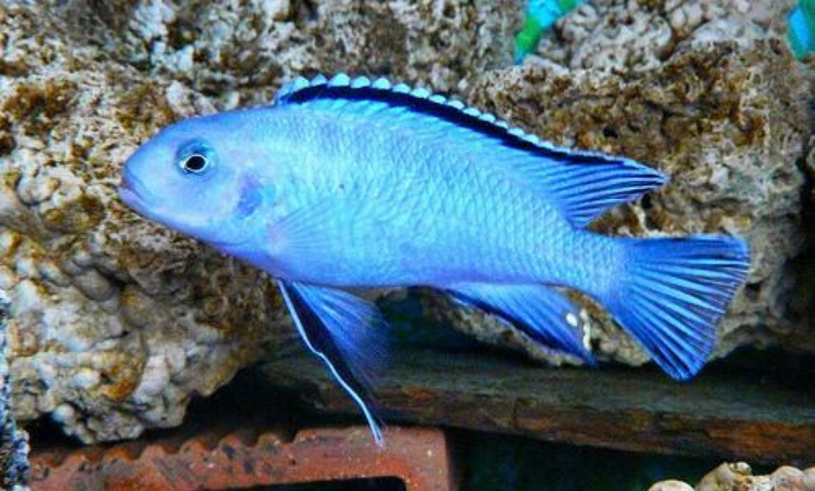 4 Blue Socolofi