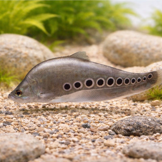 Clown Knifefish