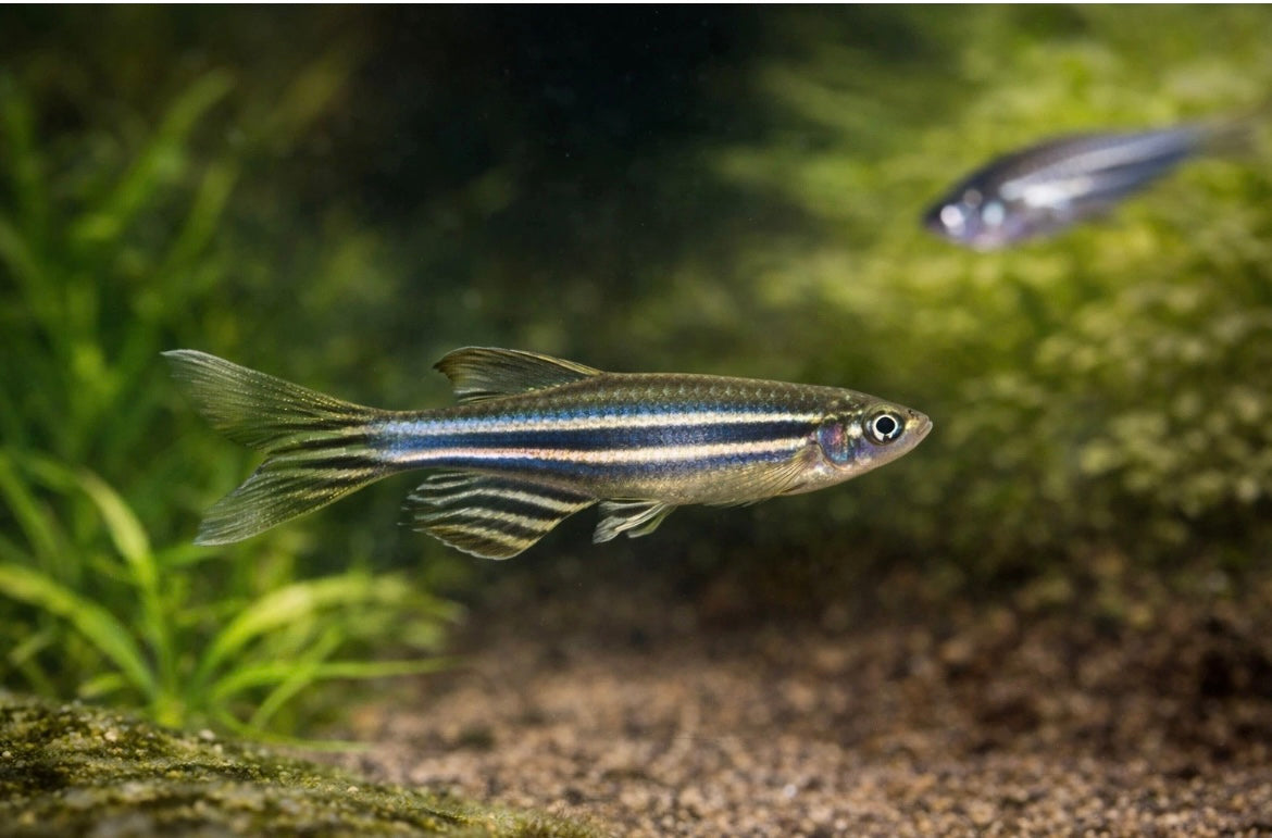 12 Longfin Zebra Danio