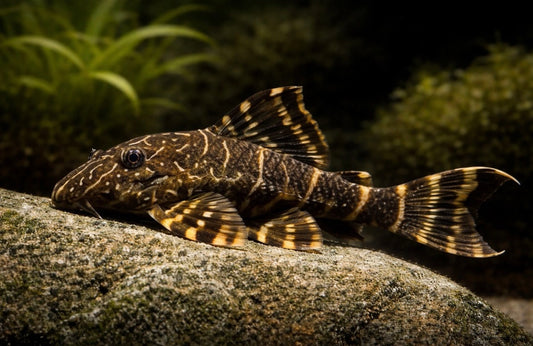 L-104 Clown Stripe Pleco