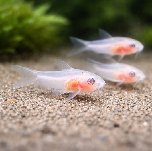 2  Pygmy Cory Albino