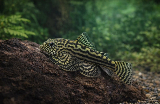 Reticulated Hillstream Loach