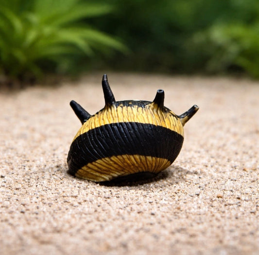 4 Thorny Sunshine Snail
