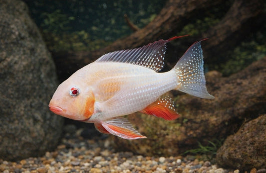 Albino Threadfin Geophagus