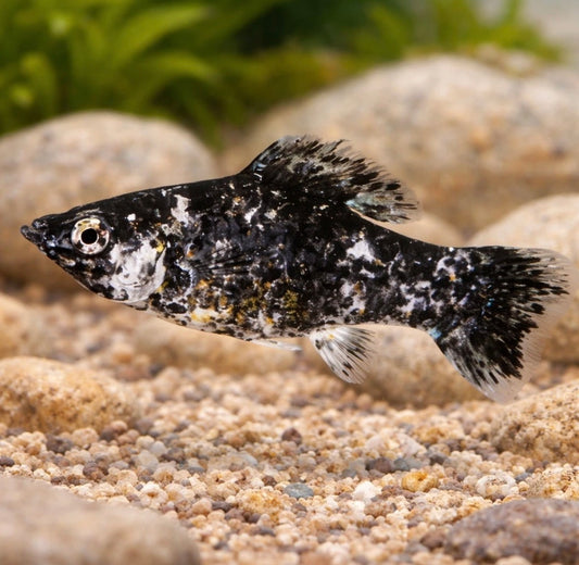 5 Dalmatian Molly