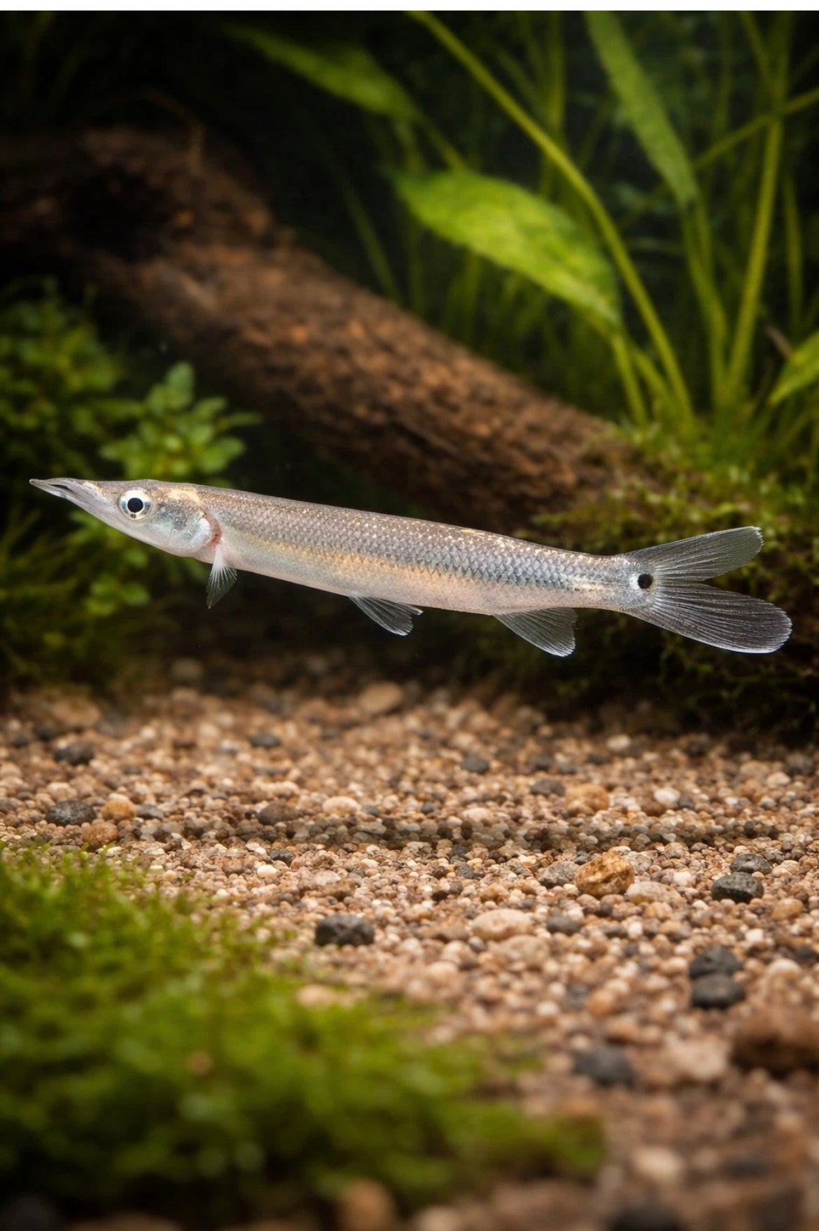 Black Spot Gar