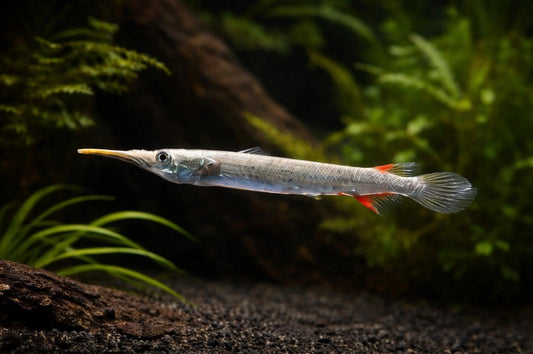 4 Platinum Halfbeak