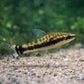 6 Otocinclus
