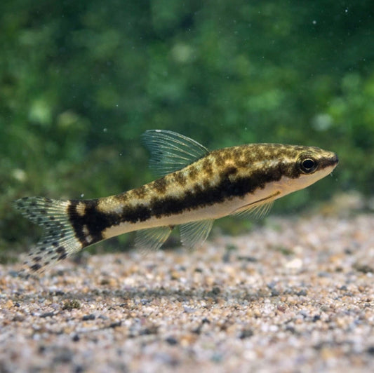 6 Otocinclus