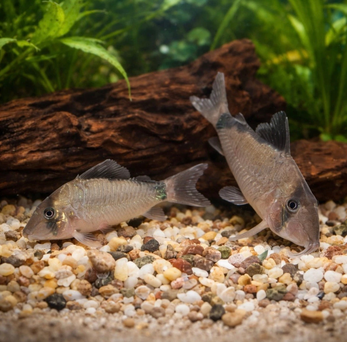 3 Bandit Cory