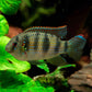 6 African Butterfly Cichlid