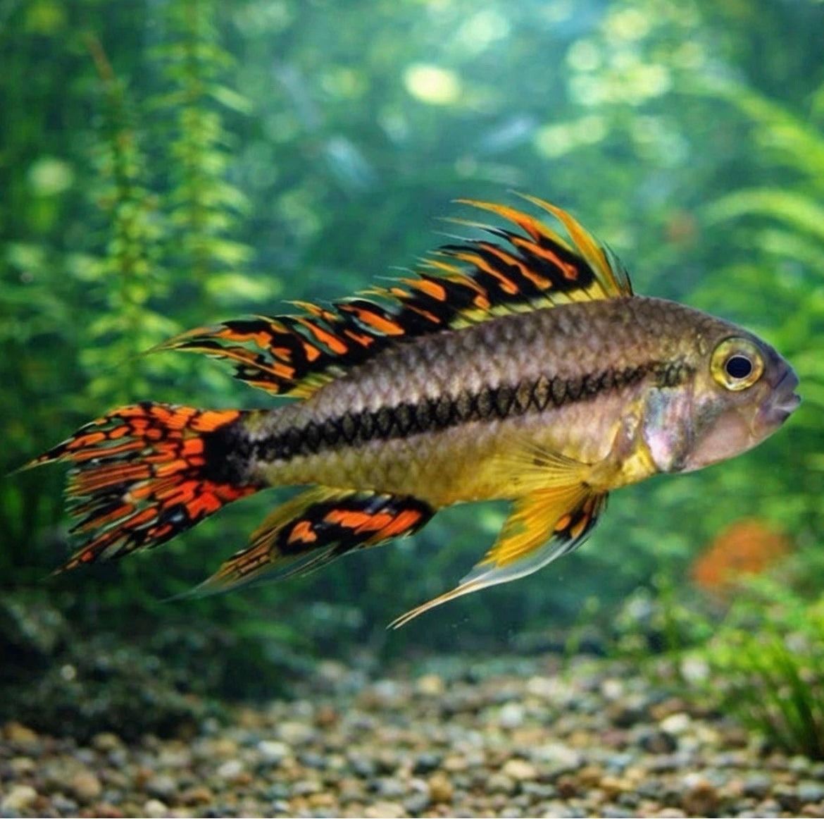Apisto Cacatuoides