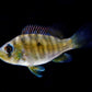 Gymnogeophagus balzanii